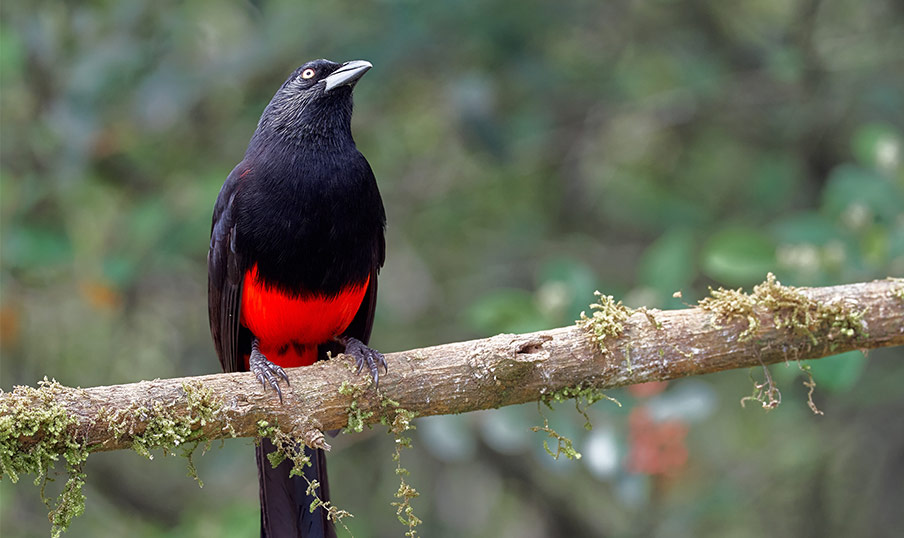 Turbo se consolida como destino de aviturismo en el Golfo de Urabá
